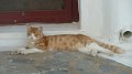 Mykonos cat 11